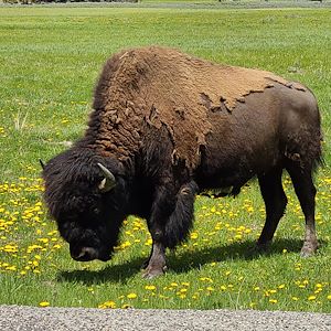 Wildlife roam freely at Yellowstone National Park.