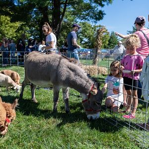 petting zoo